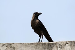 Corvus splendens