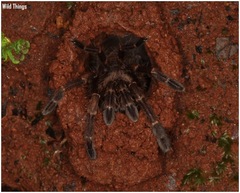 Thrigmopoeus truculentus