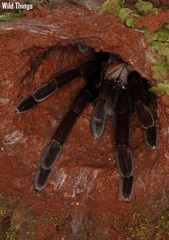 Thrigmopoeus truculentus