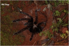 Thrigmopoeus truculentus