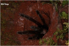 Thrigmopoeus truculentus
