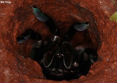 Thrigmopoeus truculentus