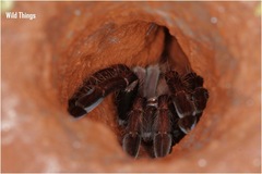 Thrigmopoeus truculentus