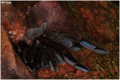 Thrigmopoeus truculentus