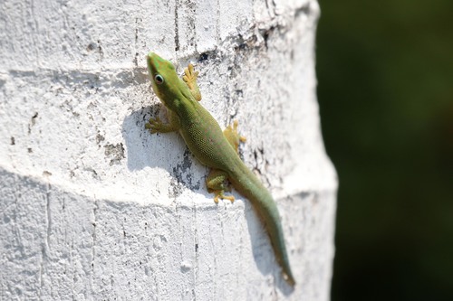 Zanzibar Day Gecko