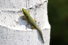 Phelsuma dubia