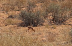Vachellia haematoxylon