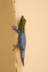 Lygodactylus picturatus