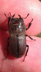Dorcus brevis