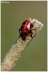 Henicolabus octomaculatus