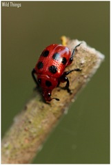 Henicolabus octomaculatus