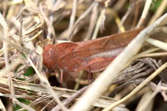 Humbe tenuicornis