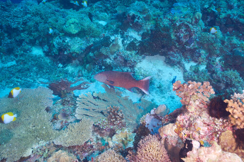 Plectropomus oligacanthus