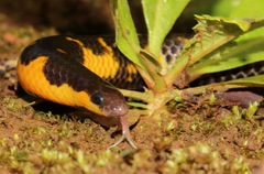 Uropeltis macrolepis