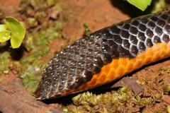 Uropeltis macrolepis