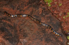 Uropeltis macrolepis
