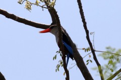 Halcyon leucocephala