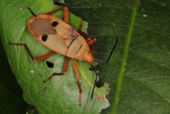 Probergrothius nigricornis