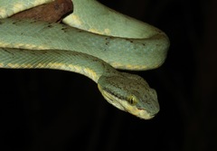 Craspedocephalus gramineus