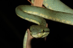 Craspedocephalus gramineus