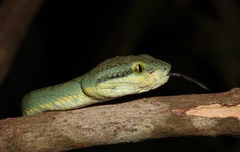 Craspedocephalus gramineus