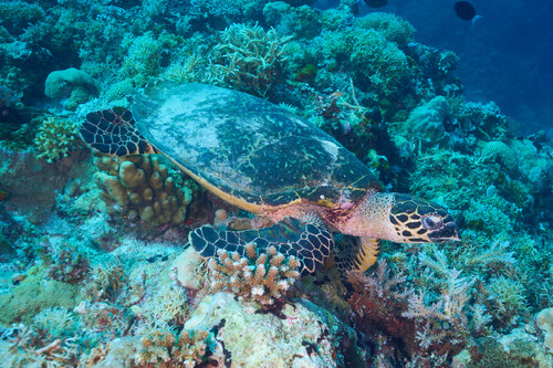 Eretmochelys imbricata