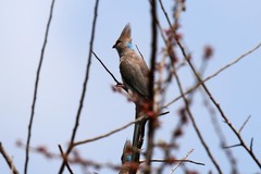 Urocolius macrourus