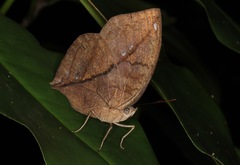 Kallima horsfieldii