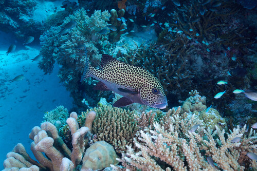 Plectorhinchus chaetodonoides