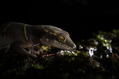 Cyrtodactylus deccanensis