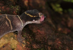 Cyrtodactylus deccanensis