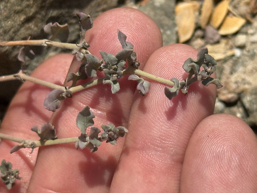 Littleleaf Moonpod (Acleisanthes parvifolia)