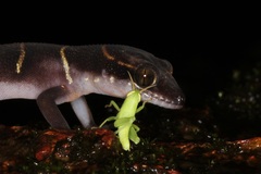 Cyrtodactylus deccanensis