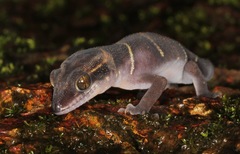 Cyrtodactylus deccanensis