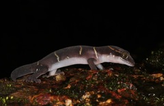 Cyrtodactylus deccanensis