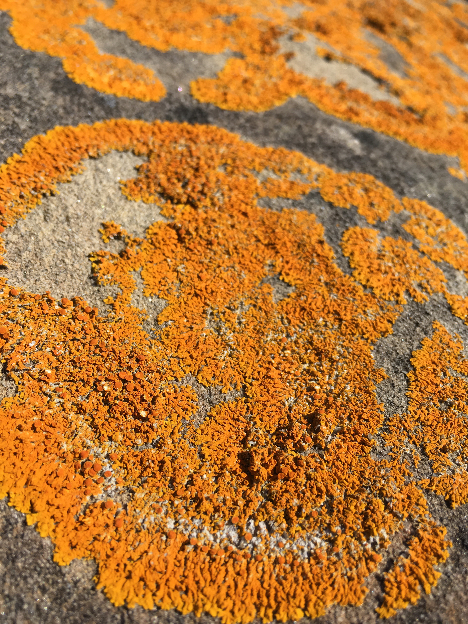 Xanthoria parietina var. parietina image