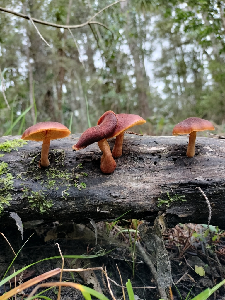 Gymnopilus purpuratus · April 2025 · photo: © bagels_nz (iNaturalist, cc0)