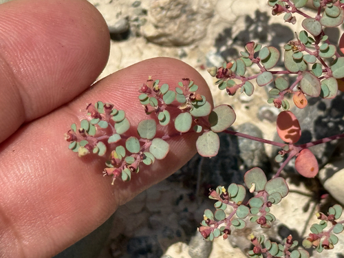 mimicking sandmat (Euphorbia simulans)