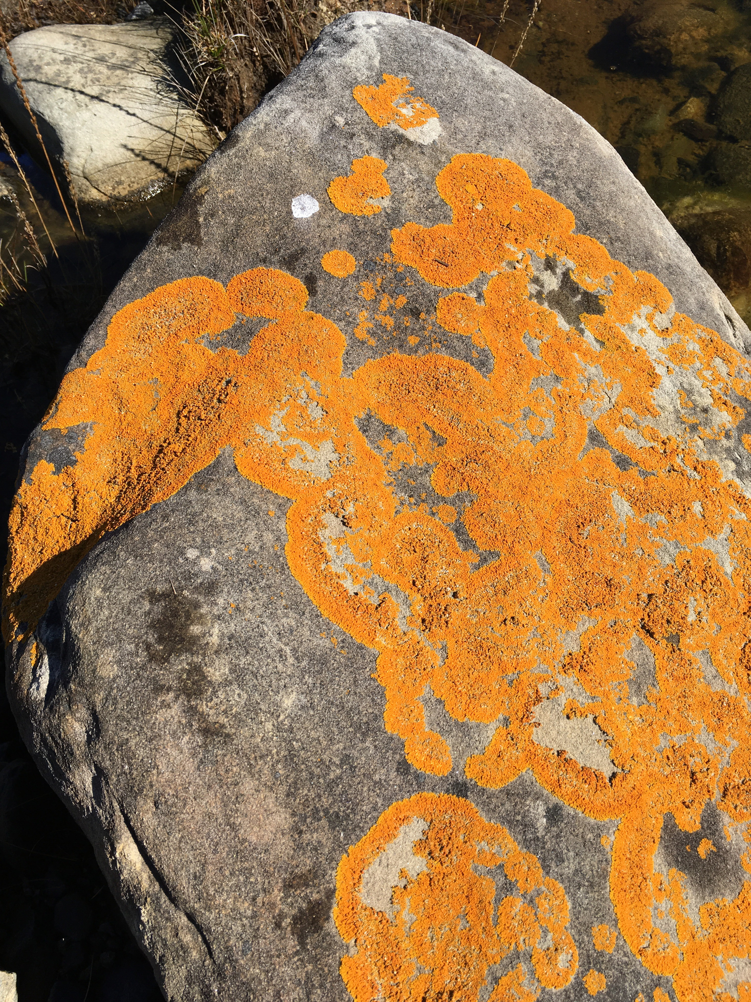 Xanthoria image