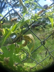 Aristolochia pringlei