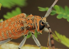 Celosterna scabrator