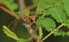 Celosterna scabrator