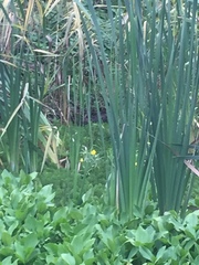 Ludwigia grandiflora