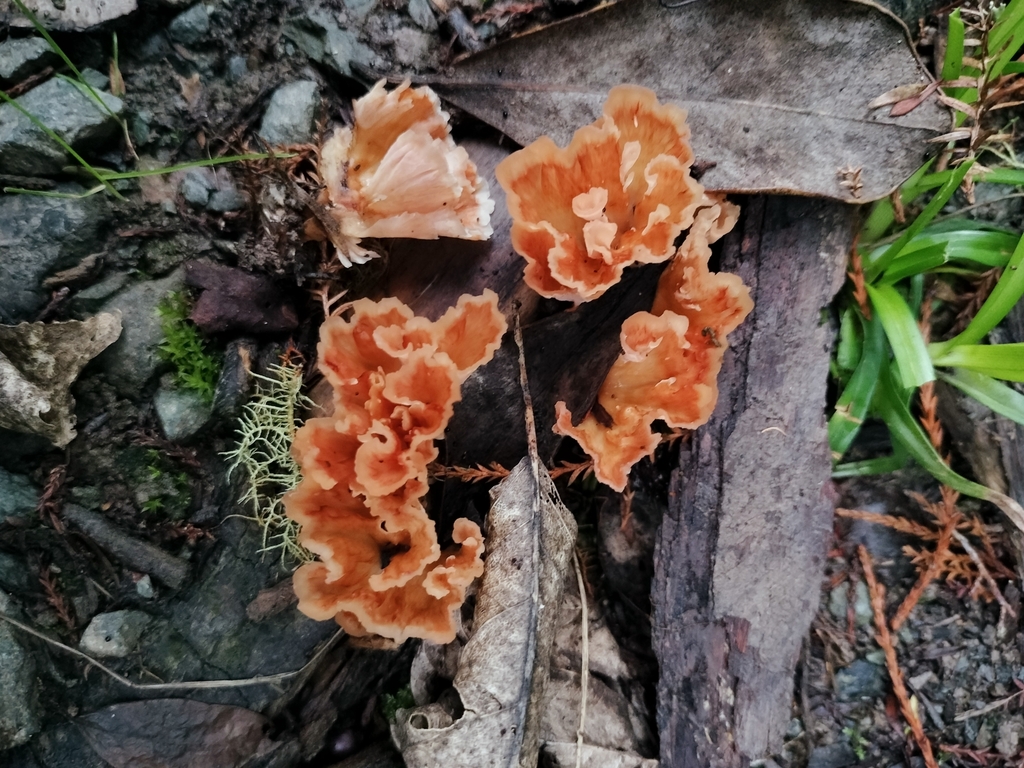 Podoscypha petalodes · April 2025 · photo: © bagels_nz (iNaturalist, cc0)