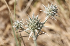 Eryngium aristulatum