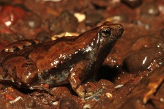 Microhyla nilphamariensis
