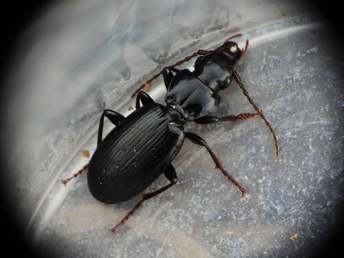 Pterostichus grajus