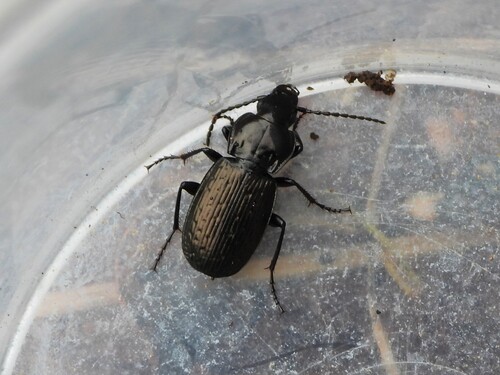 Pterostichus parnassius