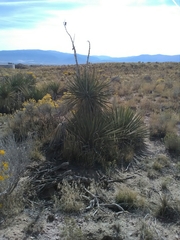 Yucca utahensis