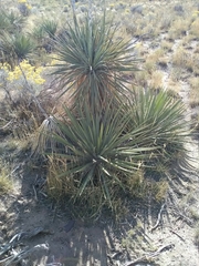 Yucca utahensis